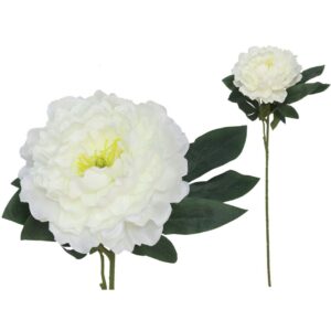 Božur pojedinačni 74 cm